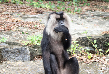 Lion tailed macaque monkey’s reactions