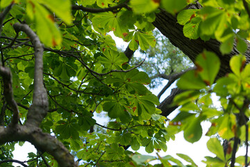 horse chestnut tree leaves