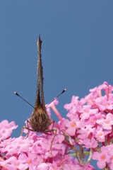 European peacock butterfly on flower