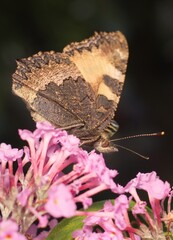 European peacock butterfly on flower