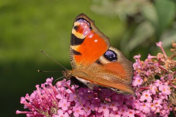 European peacock butterfly on flower