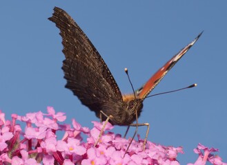 European peacock butterfly on flower