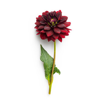 Isolated dahlia flower with stem on white background 