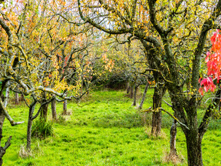 autumn grove, with green lawn and falling leaves of various colors