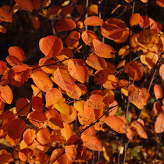 Autumn leaves