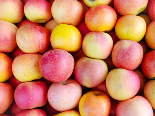Beautiful red and yellow Apple