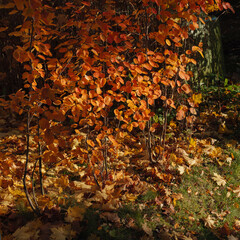 Autumn leaves