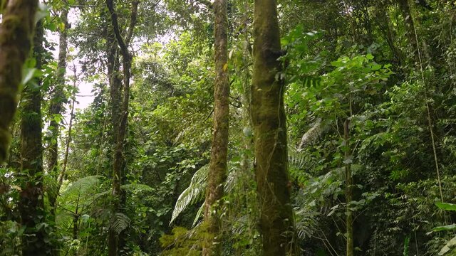 trees in the rainforest inside the mountains