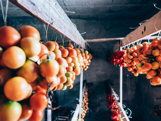 bunches of fresh Italian tomatoes in the country house