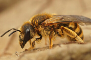 Closeup on a female Great banded furrow bee, Halictus scabiosae