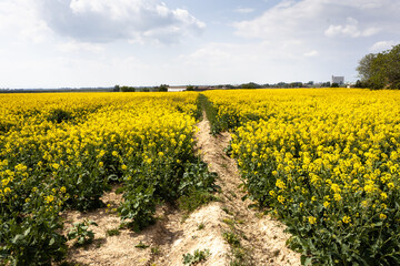 Agricultural field with rapeseed plants. Canola flowers under strong sunlight oilseed, natural background. Yellow Spring Landscape.