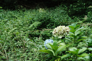 white flowers in the garden
