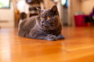 cat on the table