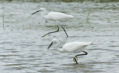 Egrets waking in the shallow lagoon.White birds fishing in the lake.Nature wildlife image on the outdoor park.