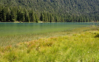 Marshy area of Lake Dobbiaco