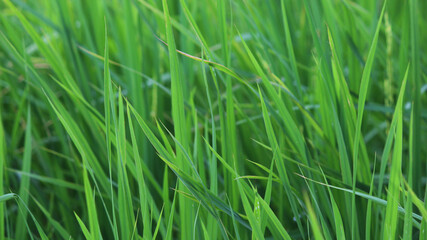 Close-up shot of green tall grass / Can be used as cover or wallpaper.