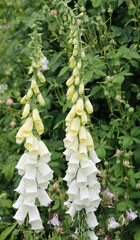 White foxglove flower spikes