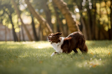 Dog portrait at the park. Lovely pet. Border Collie Dog on a walk. Pet in nature