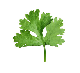 Fresh green coriander leaf isolated on white