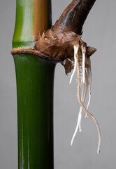 Close up of bamboo with root growth on gray Background.
