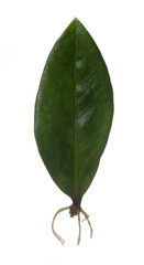 Close up of Fresh leaf with root isolated on white background,Zamioculcas zamiifolia