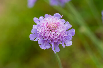 Scabiosa.