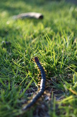 Centipede walking on the lawn