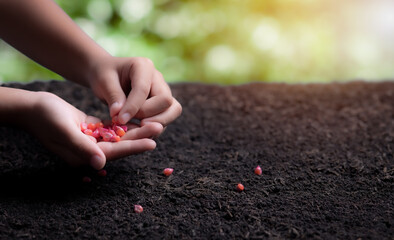 Close-up of hand planting a seed in soil,Corn seeds in dark soil when sown