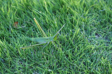 A grasshopper native to Japan that lives in grasslands