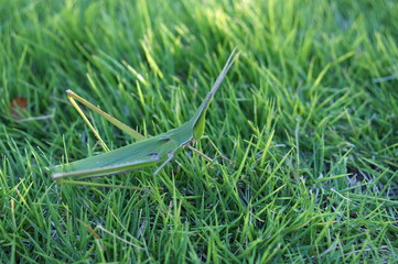 A grasshopper native to Japan that lives in grasslands