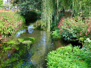 Weeping willow branches reaching towards river waters, different flowers growing on the shores. Winchester city park.