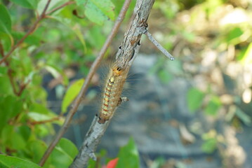 Pest control, gypsy moth larvae