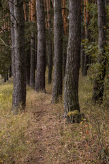 path in autumn forest