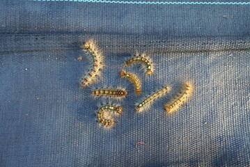 Pest control, gypsy moth larvae