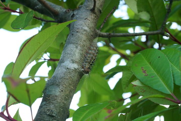 Pest control, gypsy moth larvae
