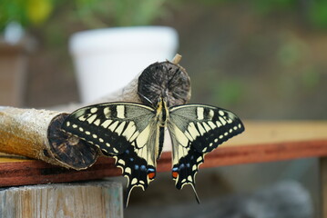 A swallowtail butterfly drying its wings after hatching