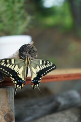 A swallowtail butterfly drying its wings after hatching