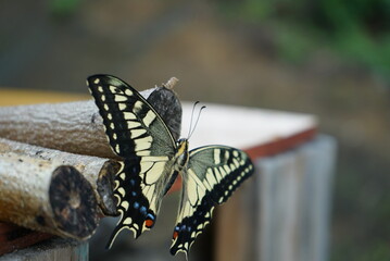 A swallowtail butterfly drying its wings after hatching