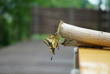 A swallowtail butterfly drying its wings after hatching