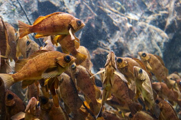 A lot of Japanese rockfish are swimming around.
