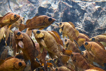 A lot of Japanese rockfish are swimming around.