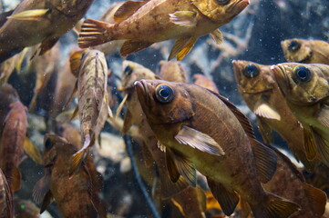 Fototapeta premium A lot of Japanese rockfish are swimming around.