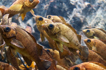 A lot of Japanese rockfish are swimming around.