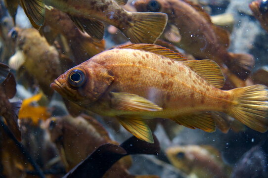 A lot of Japanese rockfish are swimming around.