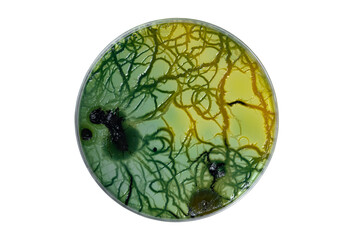 Petri dish and culture media with bacteria on white background with clipping, Test various germs,...