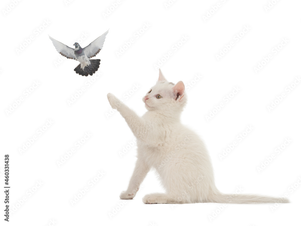 Sticker kitten and dove isolated on white background