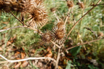 autumnal brown spiky flower seed heads of Greater burdock (Arctium lappa) Wiltshire UK
