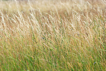 Meadow grass