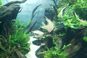 Beautiful green aquarium and tropical fish