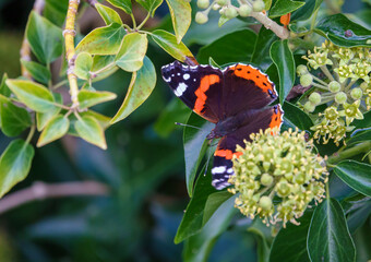 close up of a Red Admiral butterfly (Vanessa atalanta) feeding on English Ivy flower heads (Hedera helix) Wiltshire UK